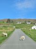 PICTURES/Scotland  Critters/t_Lamb (1).jpg